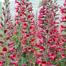 Digiplexis Illumination Raspberry