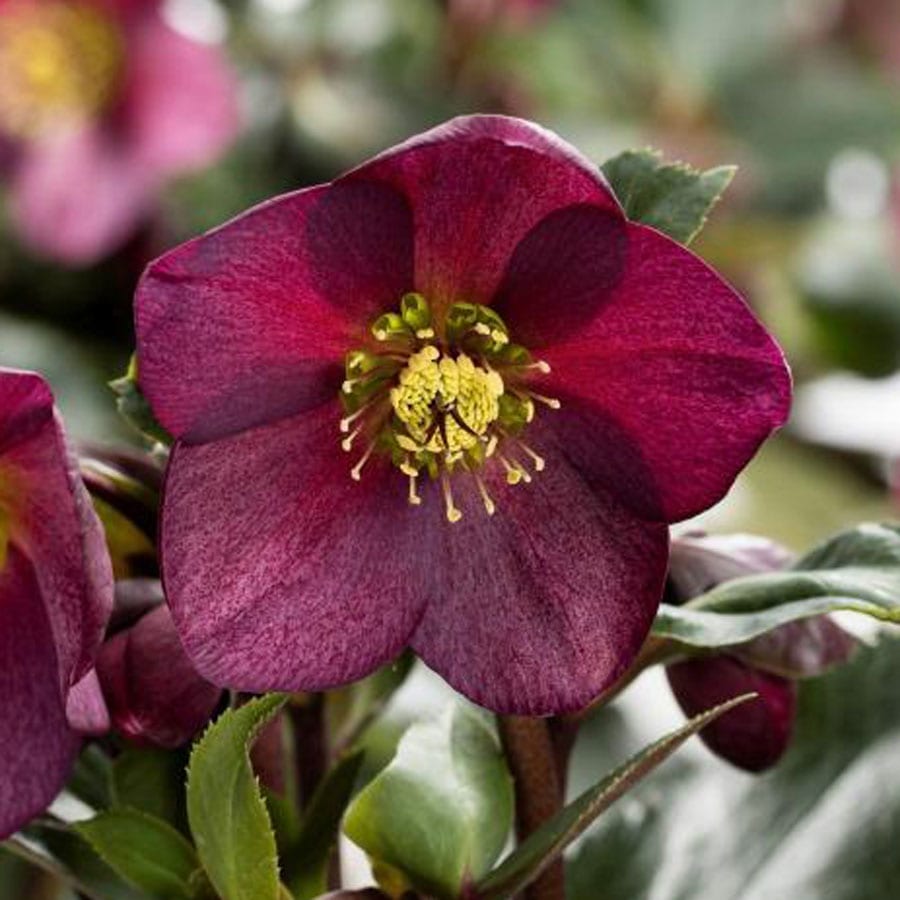 Helleborus 'Ice 'n Roses Red'
