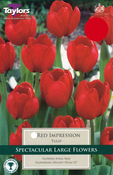 Tulip Red Impression
