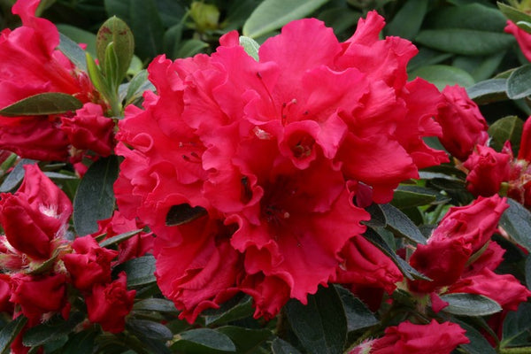 Azalea Evergreen Red Wing