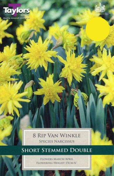 Narcissus Rip Van Winkle