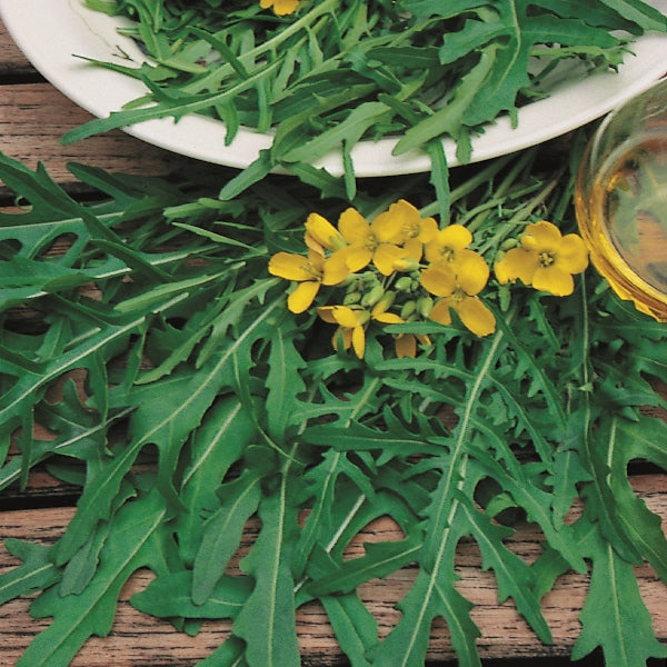 Suffolk Herbs Rocket Wild