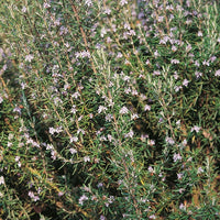 Suffolk Herbs Rosemary