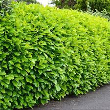 Prunus rotundifolia 12 Ltr
