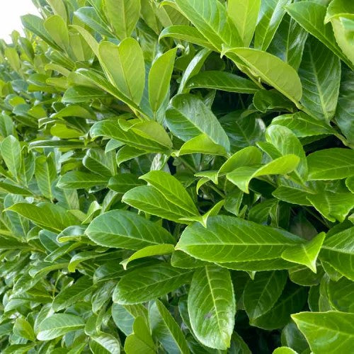Prunus rotundifolia 12 Ltr