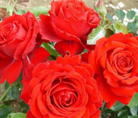 Rose 'Ruby 40th Wedding Anniversary'