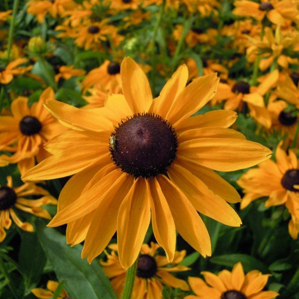 Kings Seeds Rudbeckia Marmalade