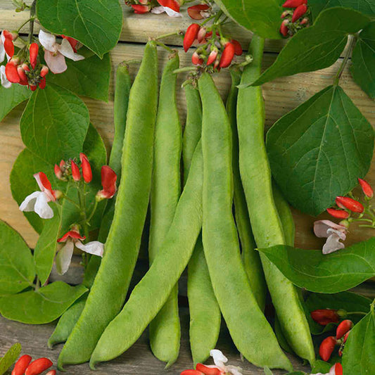 Kings Seeds Runner Bean Painted Lady