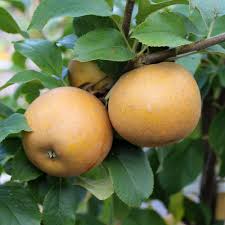 Apple Egremont Russet (Fan Trained)