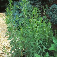 Suffolk Herbs Russian Tarragon