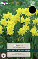 Narcissus Sabrosa