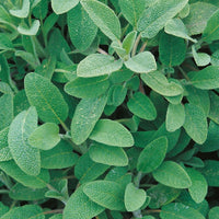 Kings Seeds Herb Sage