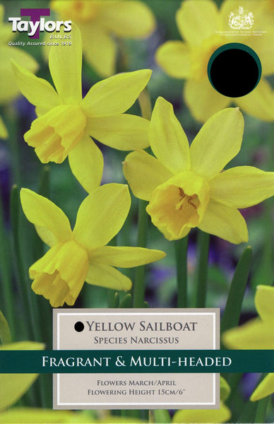 Narcissus Yellow Sailboat