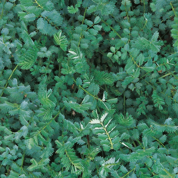 Suffolk Herbs Salad Burnet