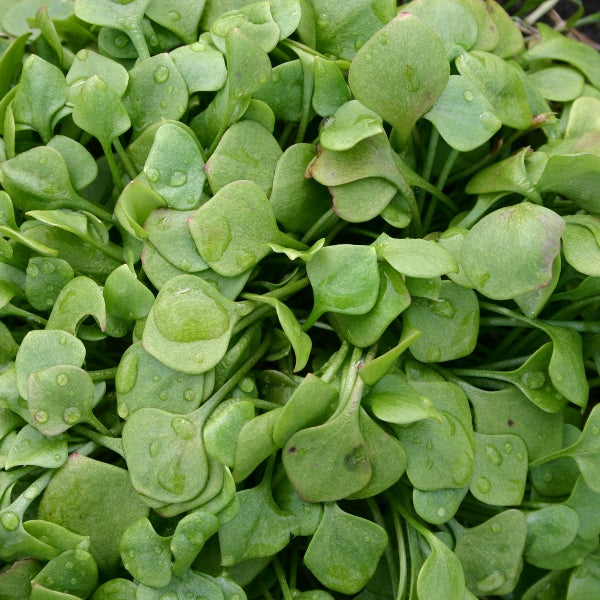 Kings Seeds Salad Leaf Claytonia