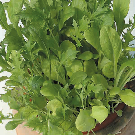 Kings Seeds Salad Leaf Mixed Oriental Leaves