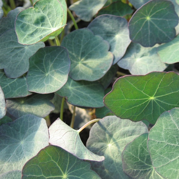 Kings Seeds Salad Leaf Nasturtium Blue Pepe