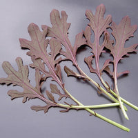 Kings Seeds Salad Leaf Mustard Red Frills