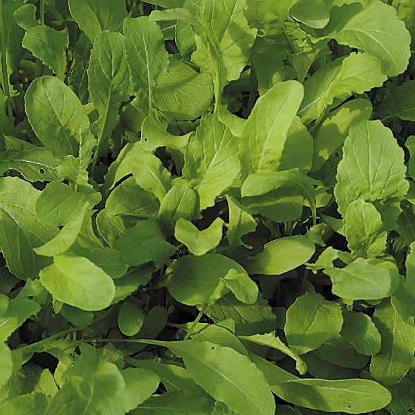 Kings Seeds Salad Leaf Rocket