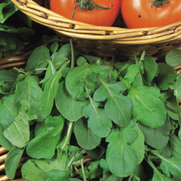 Suffolk Herbs ORGANIC SEEDS Salad Rocket