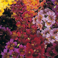 Kings Seeds Salpiglossis Royal Mixed F1