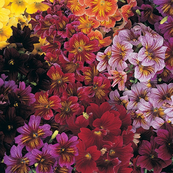 Kings Seeds Salpiglossis Royal Mixed F1