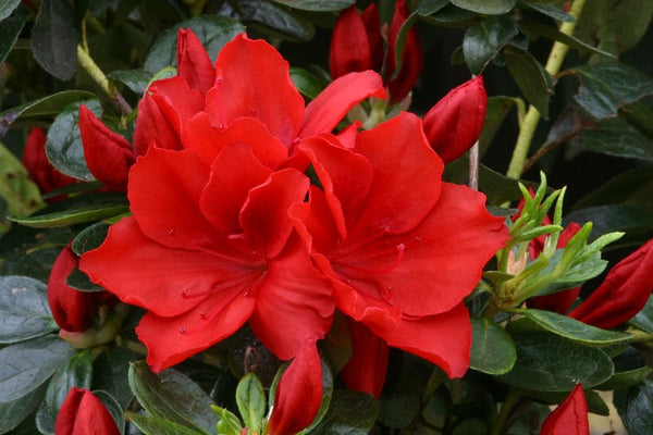 Azalea Evergreen Santa Maria