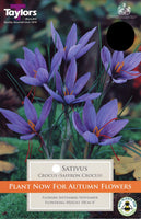 Crocus Sativus