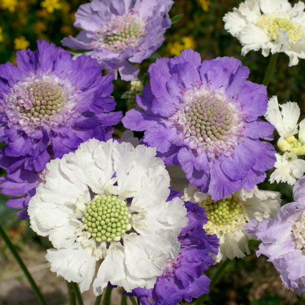 Kings Seeds Scabiosa caucasica Isaac House Mix