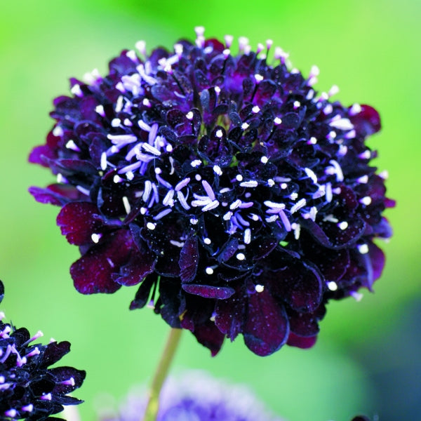 Kings Seeds Scabiosa atropurpurea Black Knight