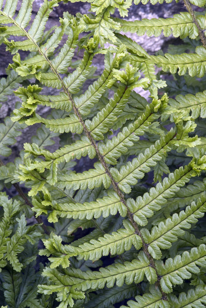 Dryopteris affinis Cristata AGM