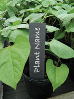 Slate Plant Labels - 13cm (5")
