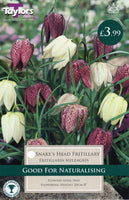 Fritillaria Meleagris