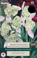 Galanthus Nivalis Flore Pleno (Double Snowdrops)