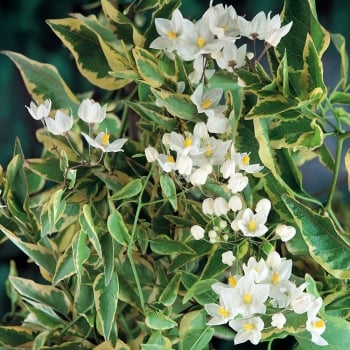 Solanum jasminoides Variegata