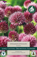 Allium sphaerocephalon