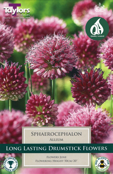 Allium sphaerocephalon