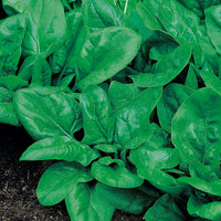 Kings Seeds Spinach Matador