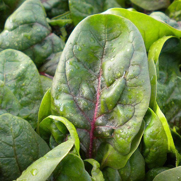 Kings Seeds Spinach Red Vein