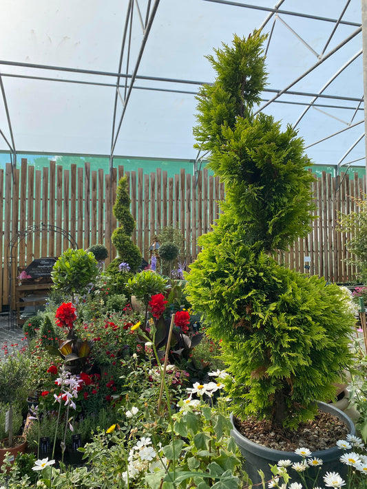 Cupressocyparis Leylandii Gold Rider Spiral 100-125
