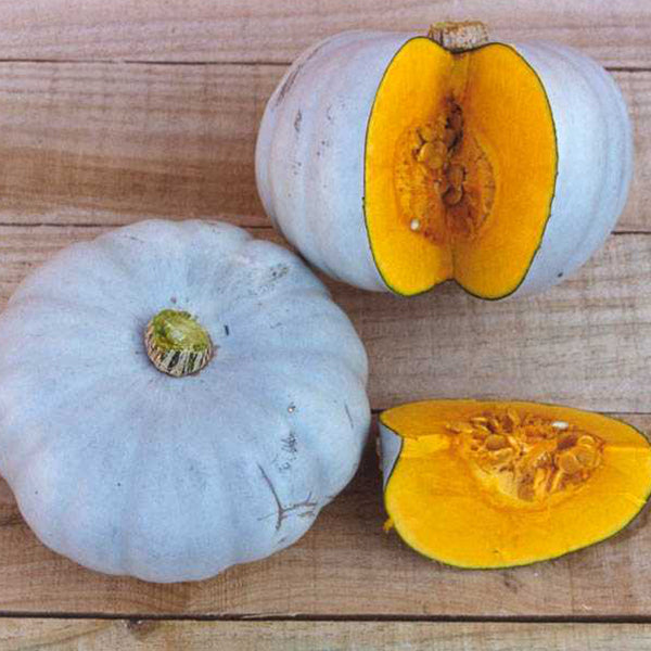 Kings Seeds Squash Winter Crown Prince F1