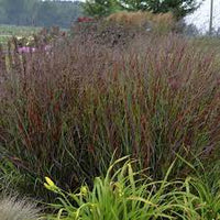 Panicum virgatum Squaw