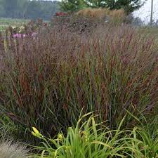 Panicum virgatum Squaw