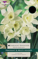 Narcissus Starlight Sensation