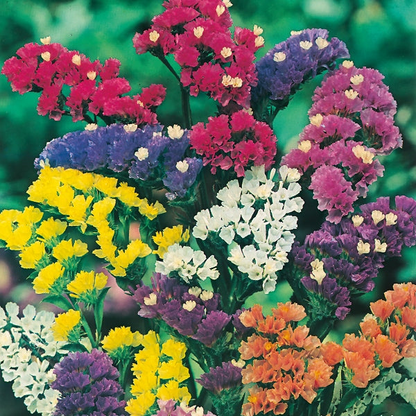 Kings Seeds Statice Art Shades Mixed