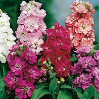 Kings Seeds Stock Brompton Mixed