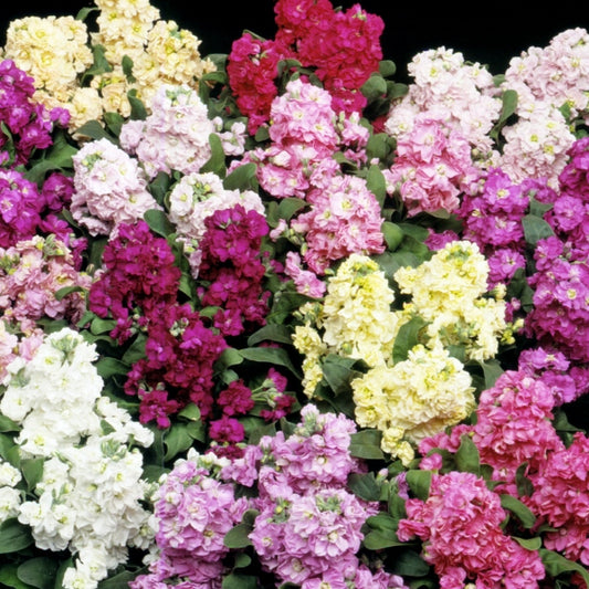Kings Seeds Stock Cinderella Mixed