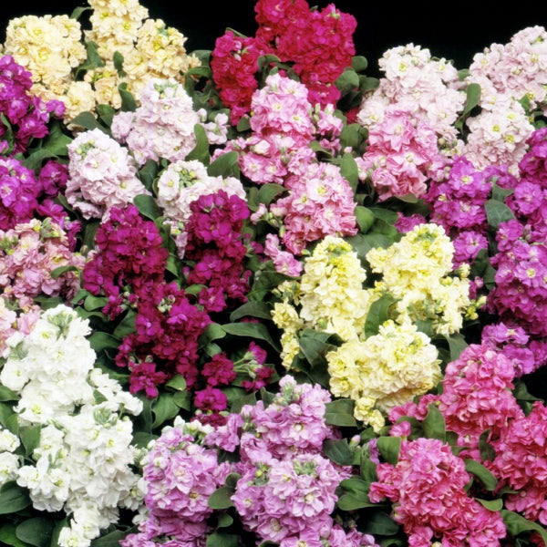 Kings Seeds Stock Cinderella Mixed