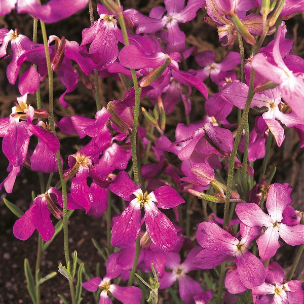 Kings Seeds Stock Night Scented Matthiola bicornis