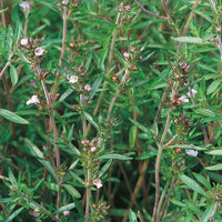 Suffolk Herbs Summer Savory